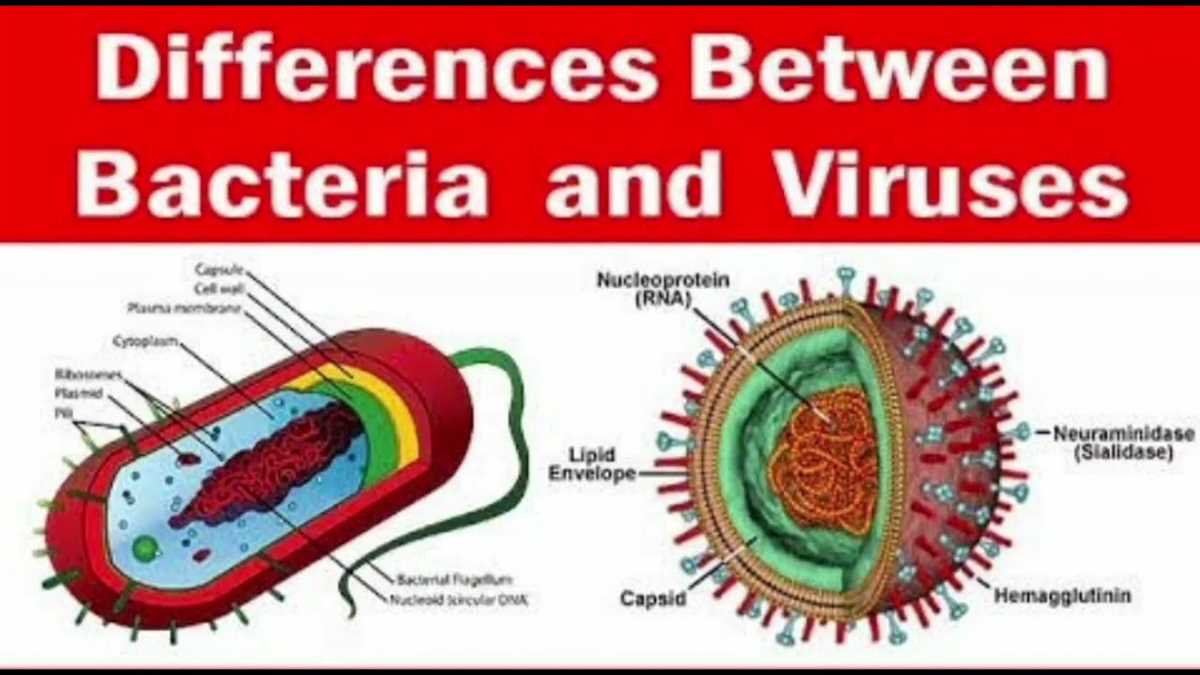 Understanding the Role of Bacteria and Viruses - Key Answers from Chapter 19 Chapter 19 bacteria and viruses answer key