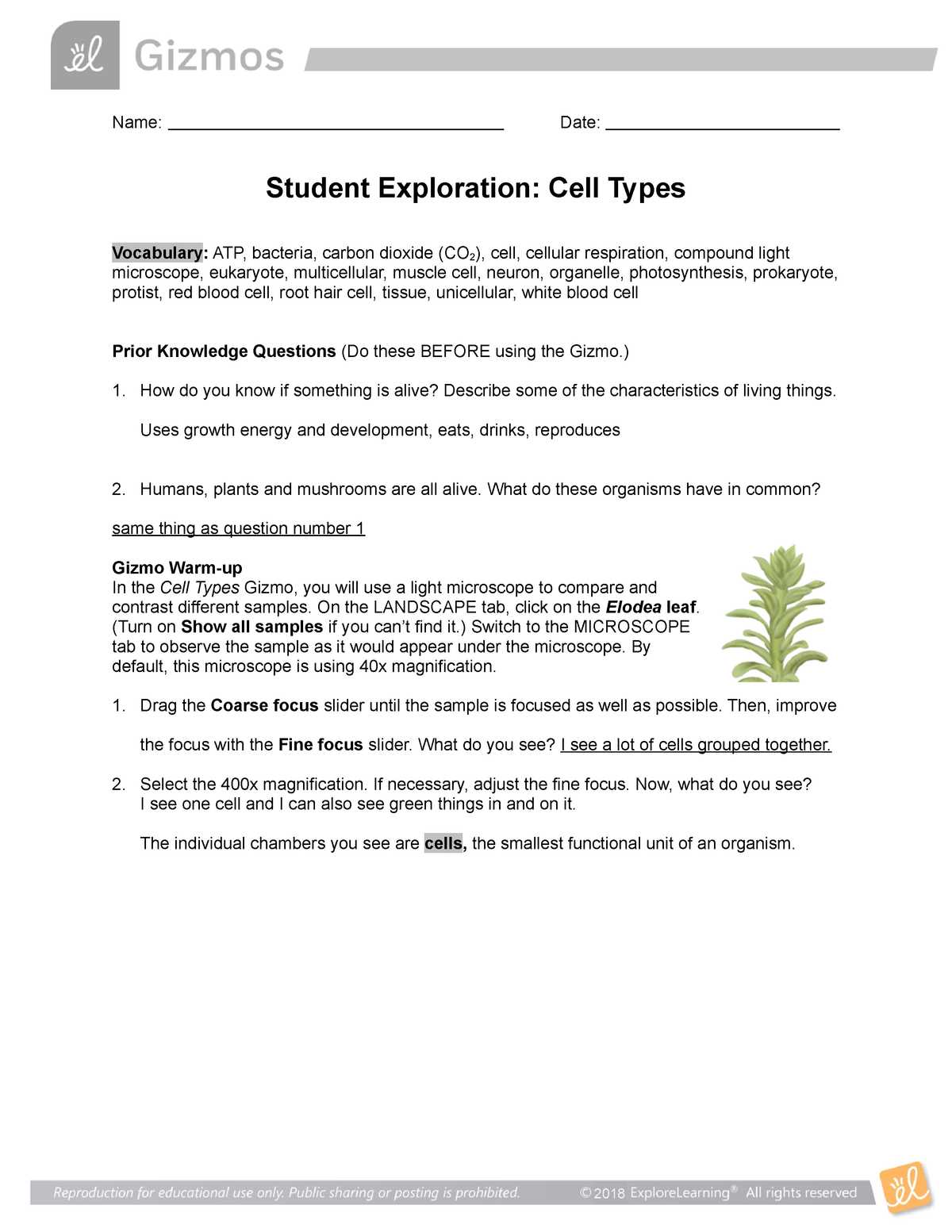 Plant cell gizmo answer key