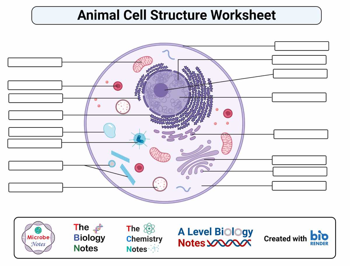 Brainpop cell structure answer key