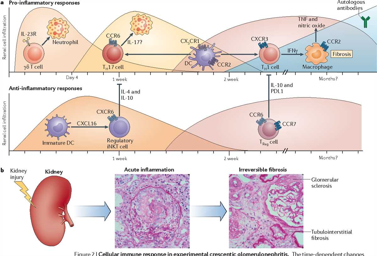 Examining the differences between innate and adaptive immune responses