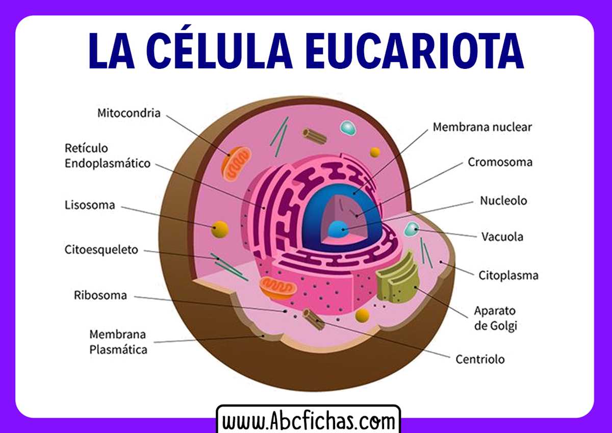 An in-depth examination of cellular structure and function - Exploring the mysteries with answers Examen de la celula con respuestas