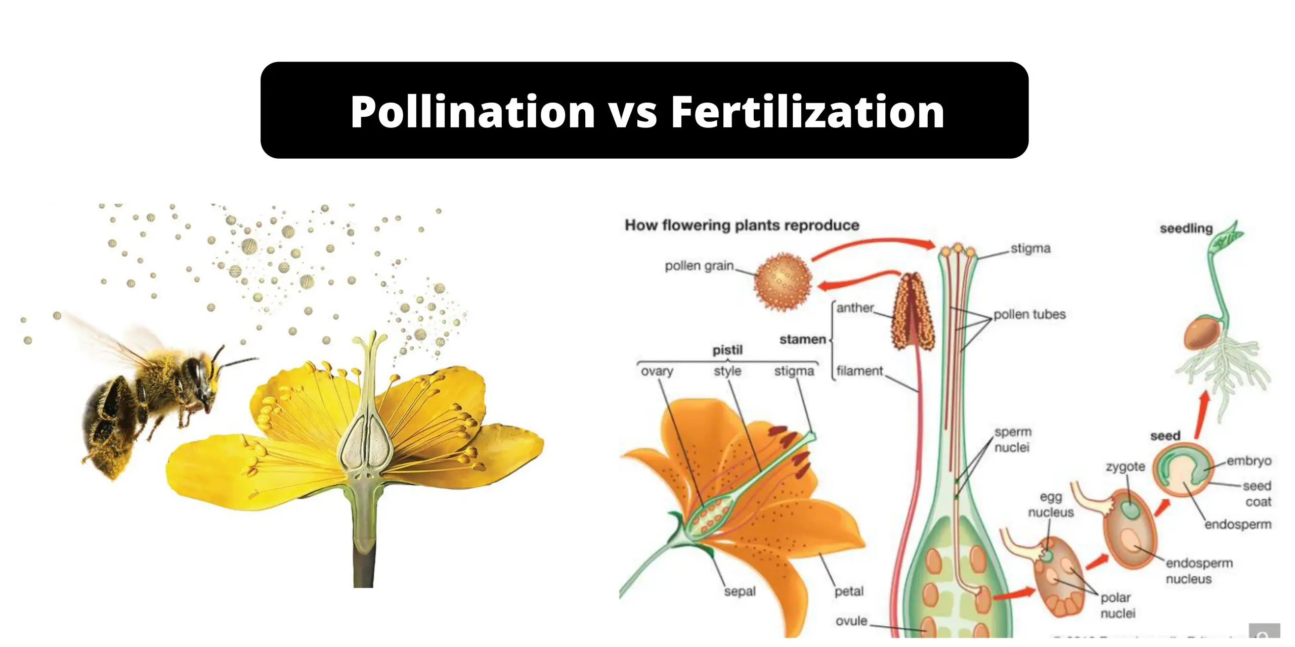 The Importance of Pollination for Fruit Production