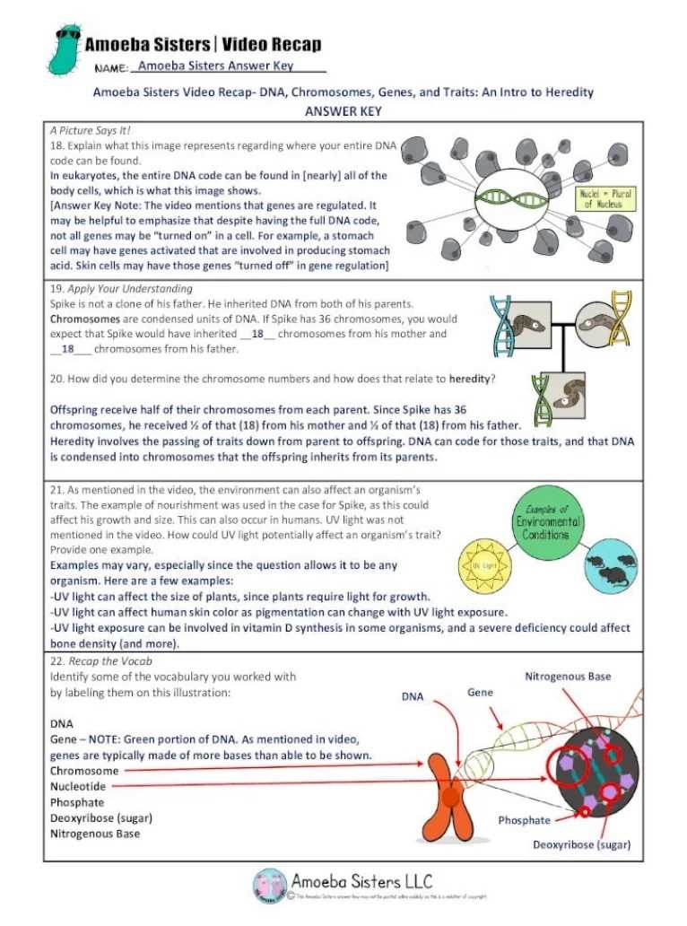 3. Circulatory System:
