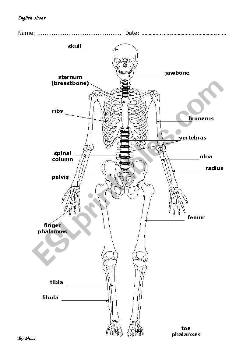 Calculating height with bones worksheet answers