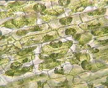 Observations and Results of the Elodea Experiment