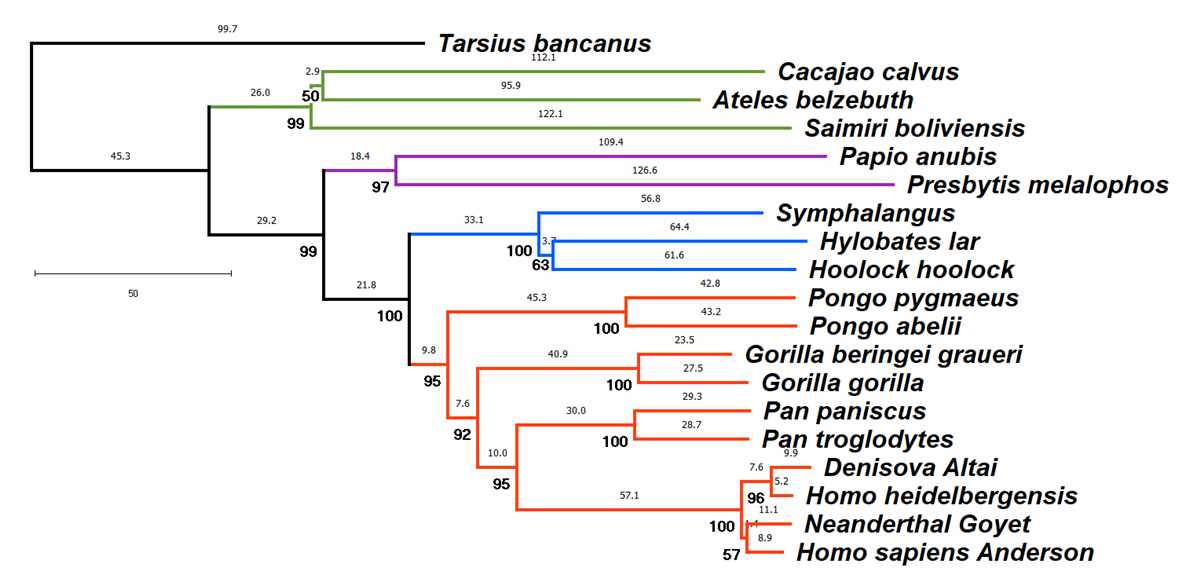 Phylogeny review worksheet answers