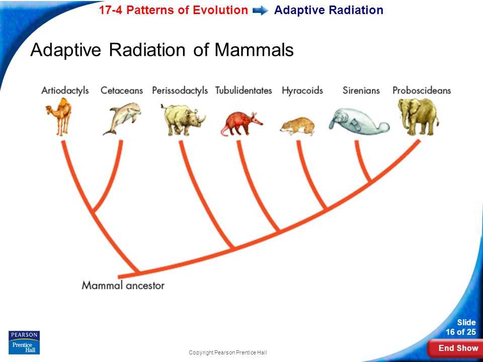 The Process of Evolution
