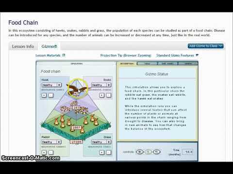 Understanding the Importance of Food Chains
