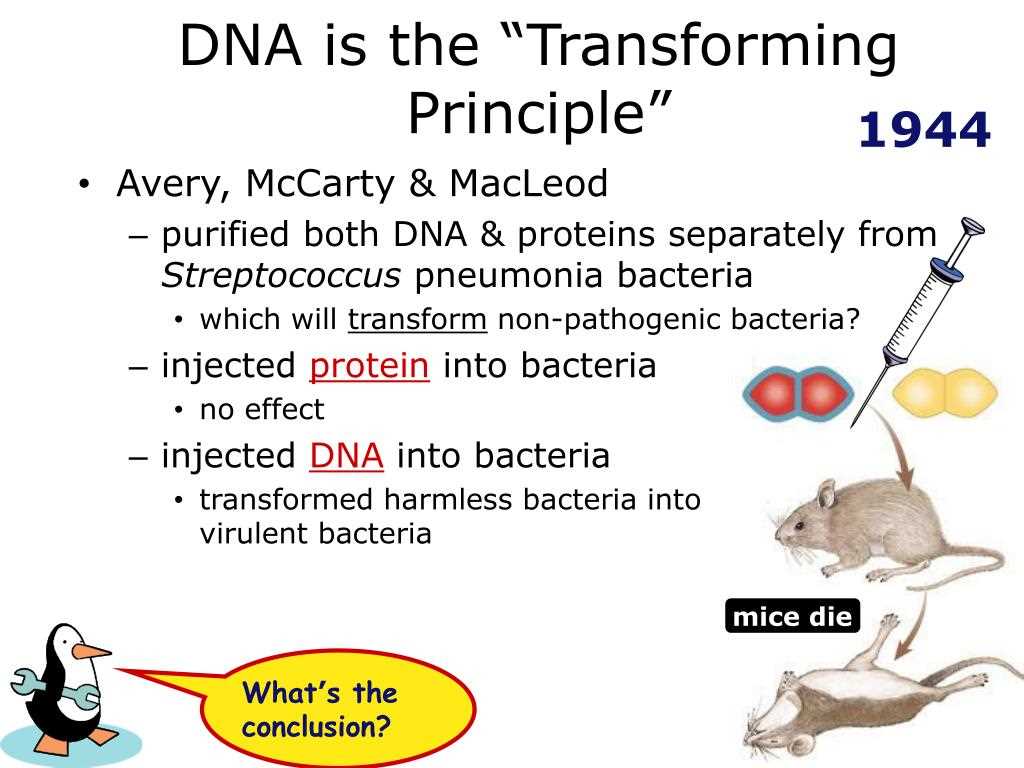 Genetic Variation and Mutations