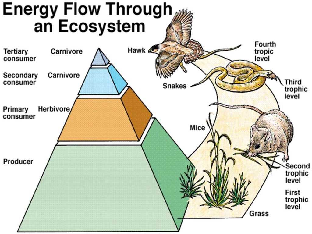 What are Consumers and How Do They Impact Energy Flow?