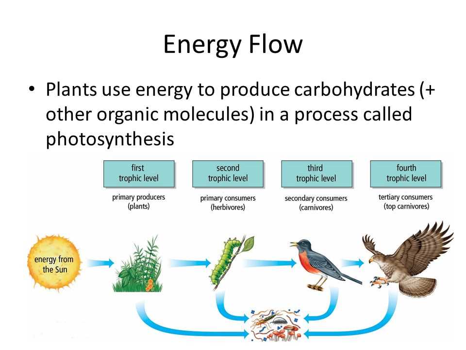Understanding the Role of Consumers in Energy Flow
