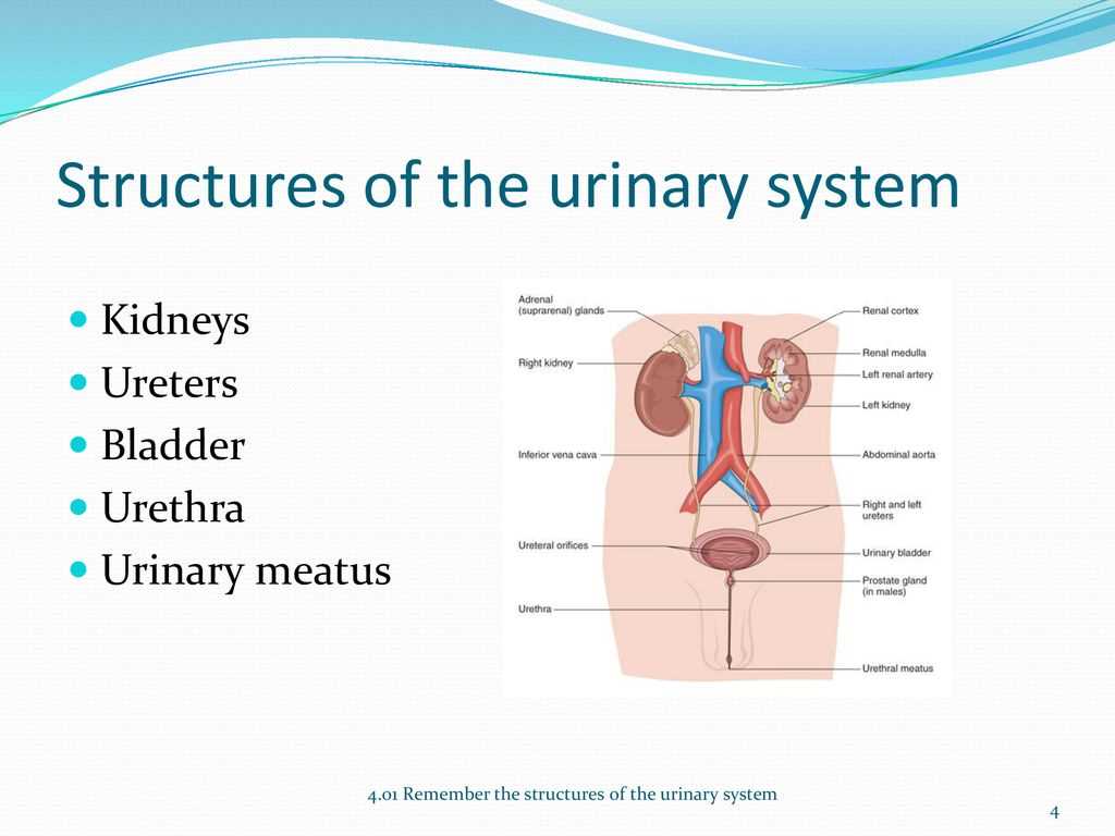 The Role of Kidneys in the Urinary System