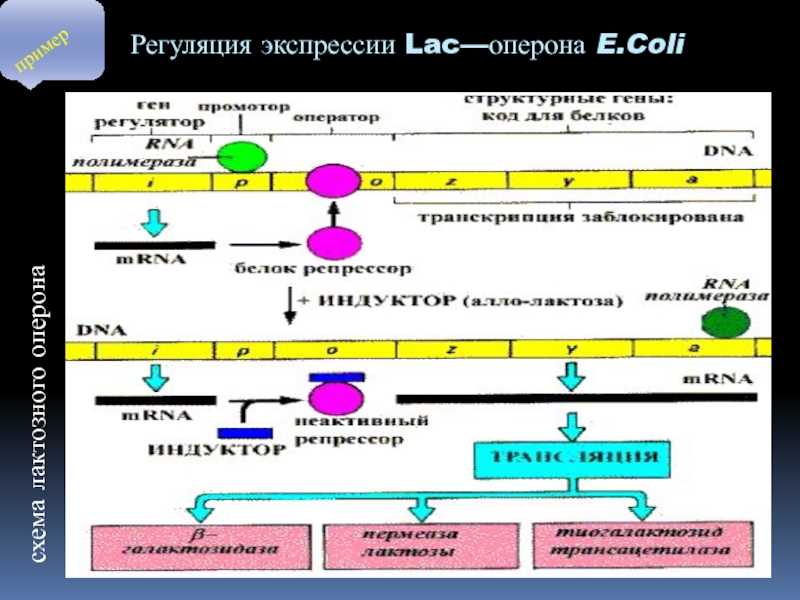 The origins and development of Operon POGIL