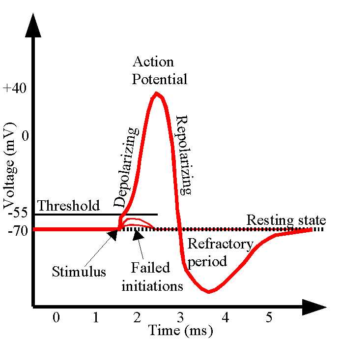 What Is an Action Potential?