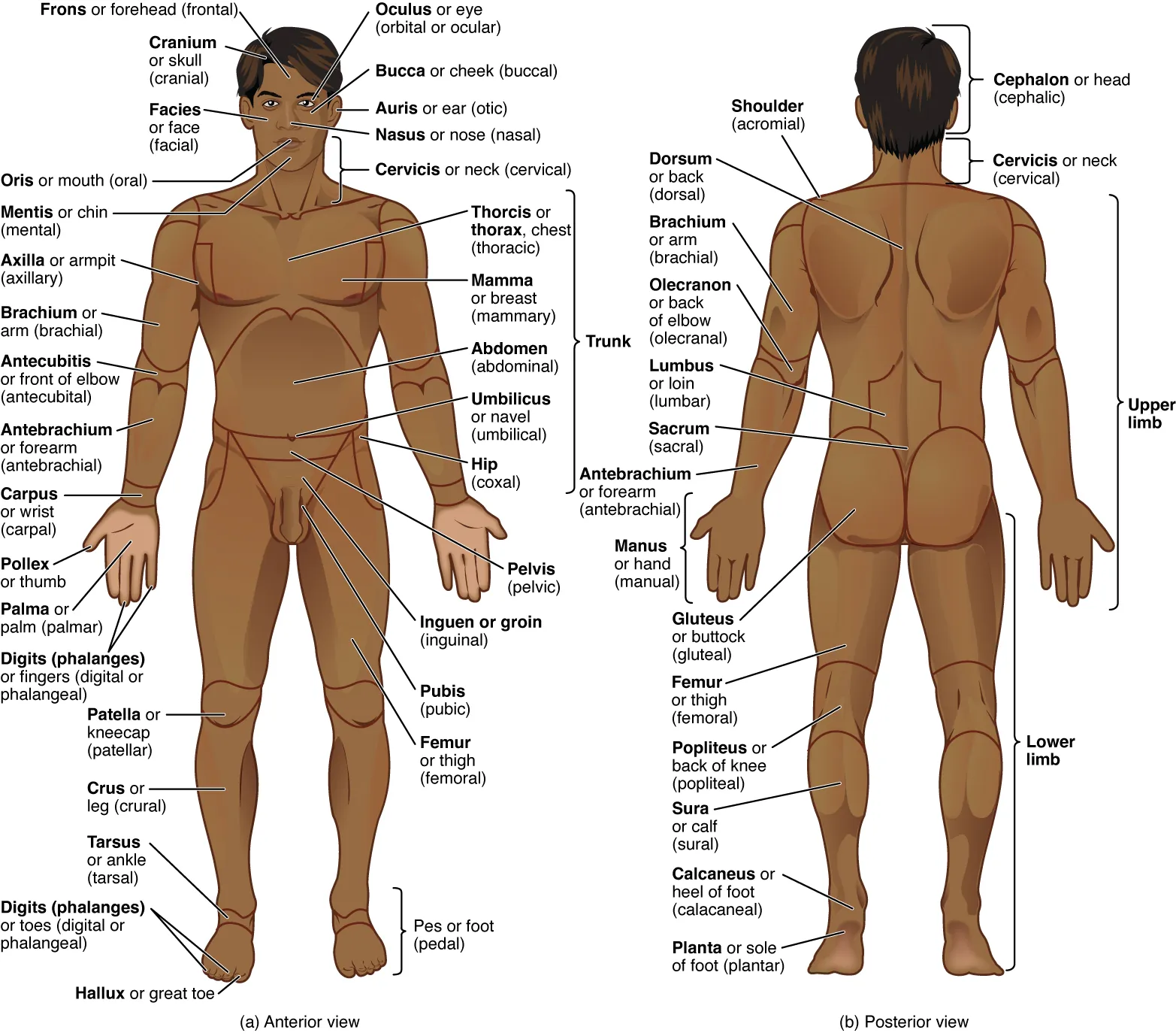3. Body Regions