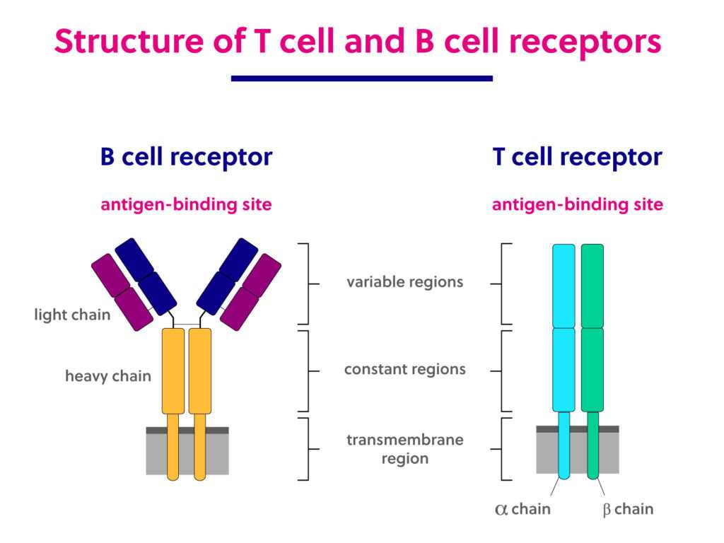 How does the immune system work?