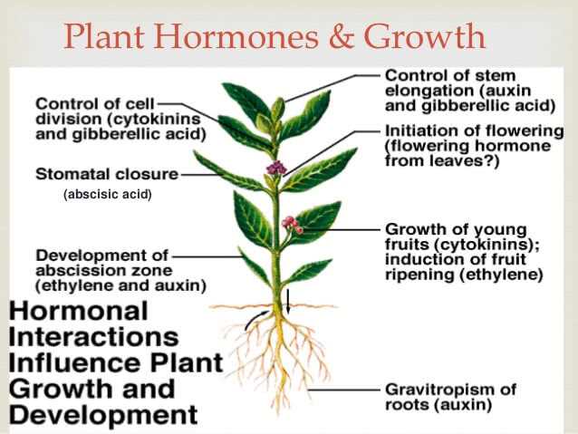 Analyzing the Pogil Plant Hormones Answer Key