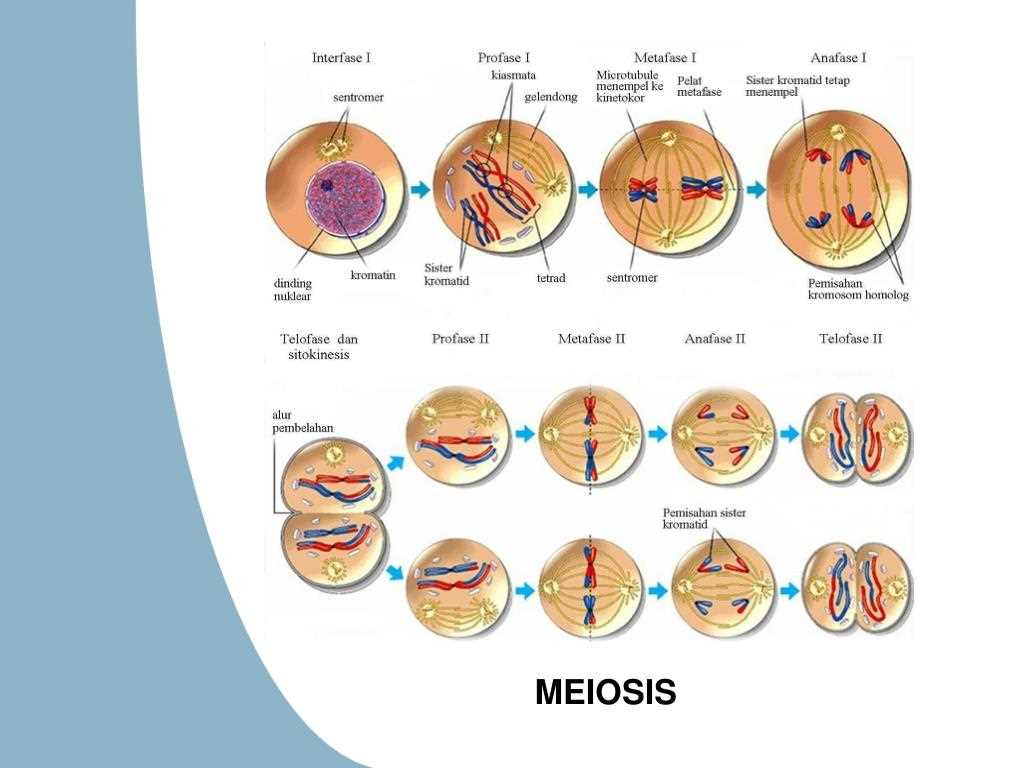 Benefits of Meiosis Pogil Answers in PDF Format