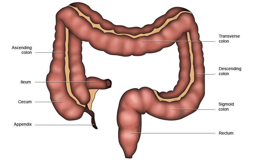 Sigmoid Colon: Identifying the Final Section