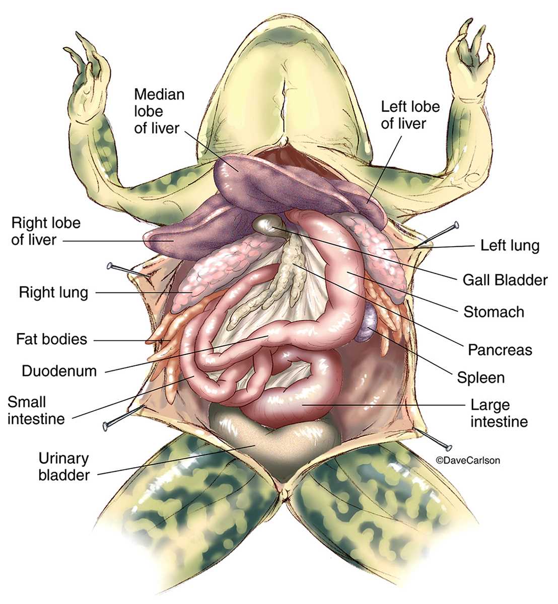Frog dissection gizmo answers