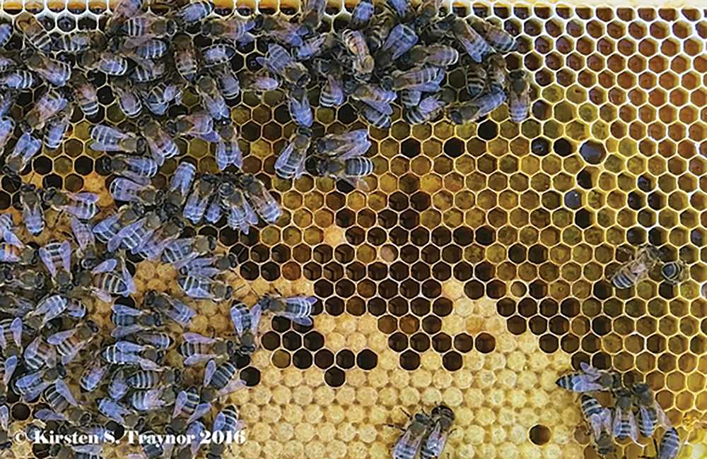 The effects of fungicides on bumble bee colonies answer key