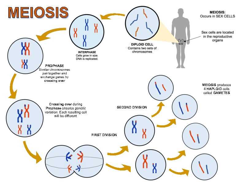 4. Are there alternative resources to the Meiosis POGIL Answers PDF?