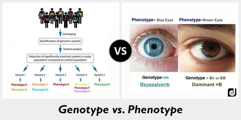 Albinism from genotype to phenotype answer key