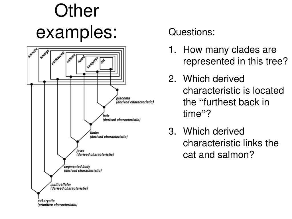 Basic Concepts in Phylogeny