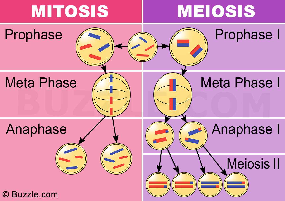 Stages of Mitosis
