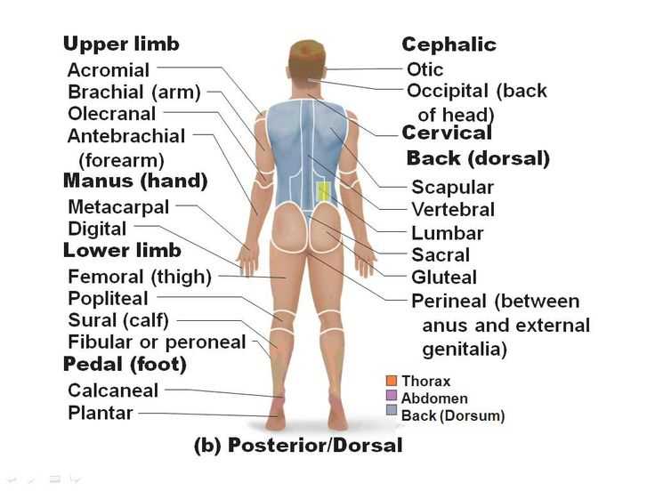 Anatomy-and-physiology-2-exam-1-with-answers anatomy-and-physiology-2-exam-1-with-answers