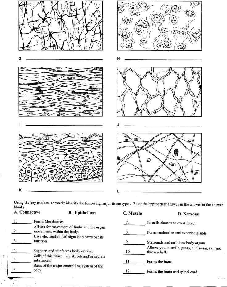 Anatomy-and-physiology-final-exam-answer-key anatomy-and-physiology-final-exam-answer-key