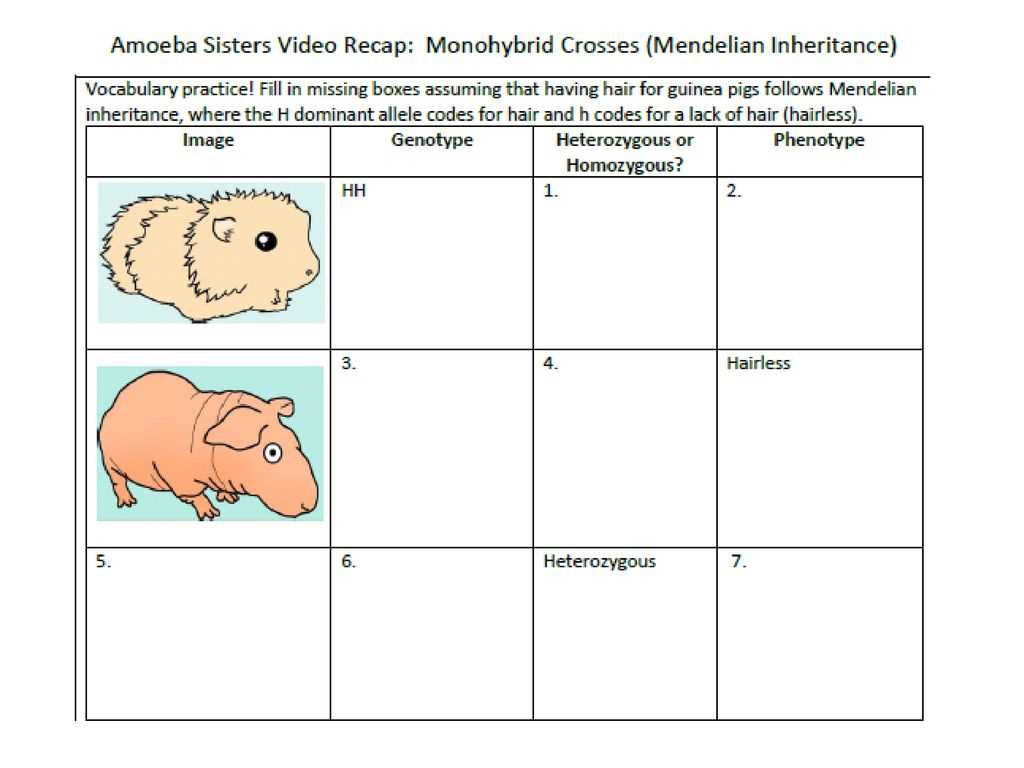 Amoeba Sisters Video Recap Answers: Dihybrid Crosses