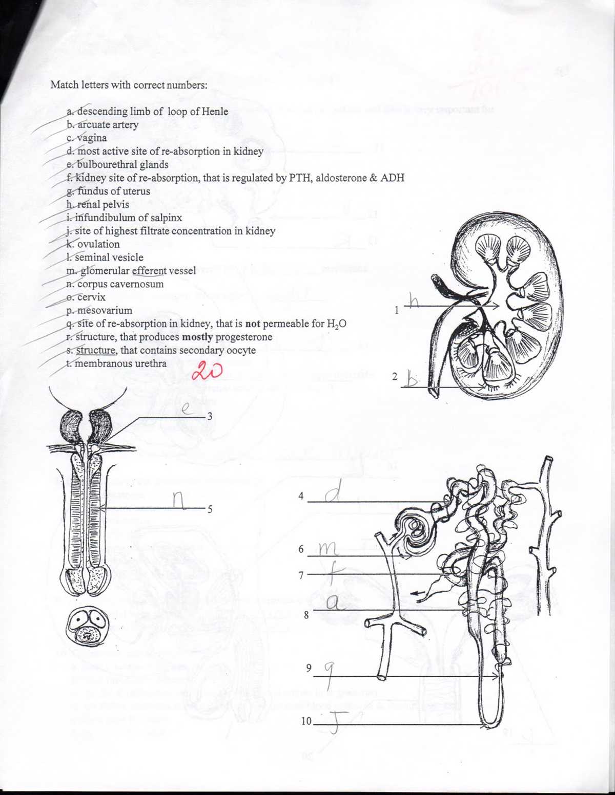 Anatomy and physiology 1 exam 2