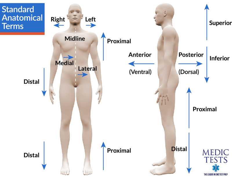 The Importance of Practice Tests in Anatomy and Physiology