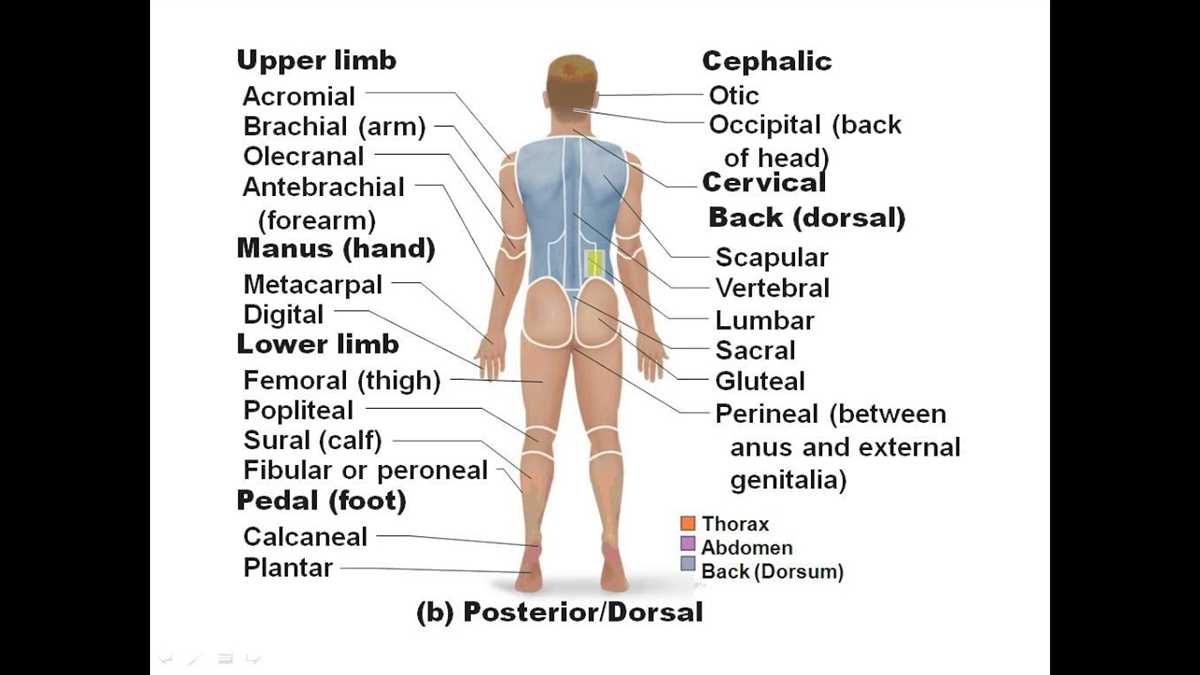 5. Nervous Tissue: