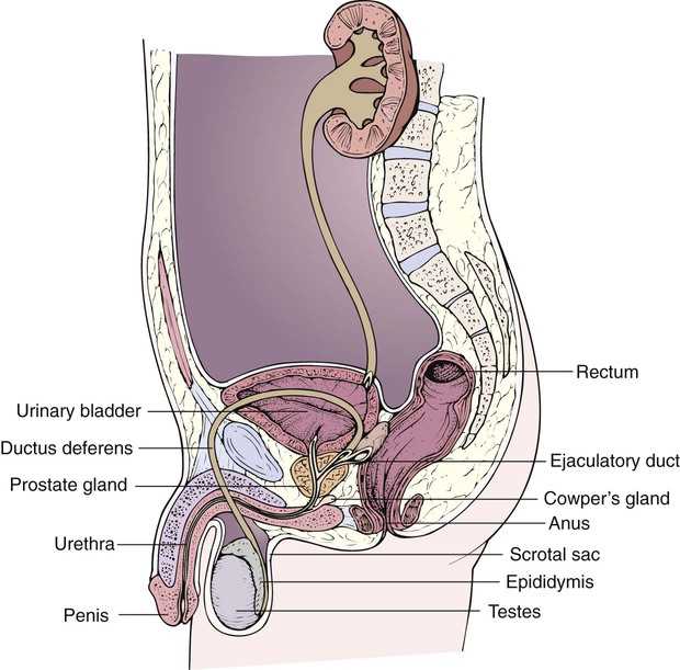 Ati reproductive and genitourinary system test