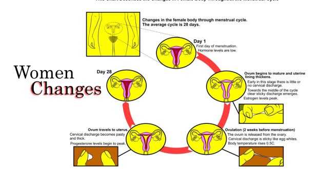 Phases of the Menstrual Cycle