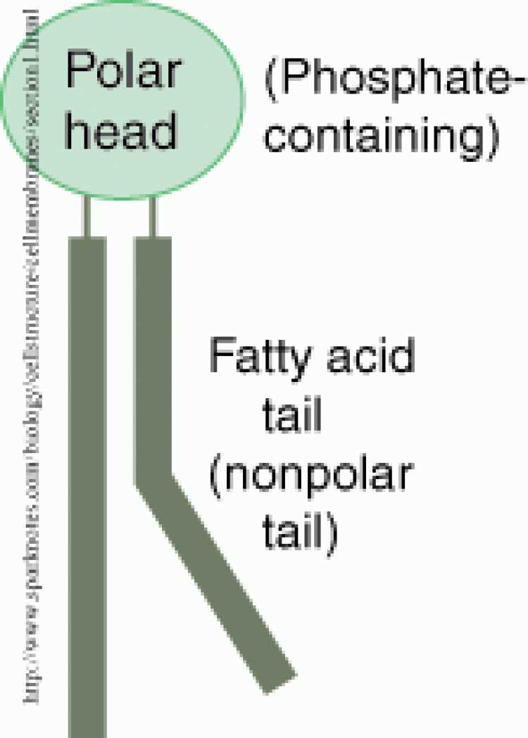 Strategies for Success in Biology 102 Exam 1