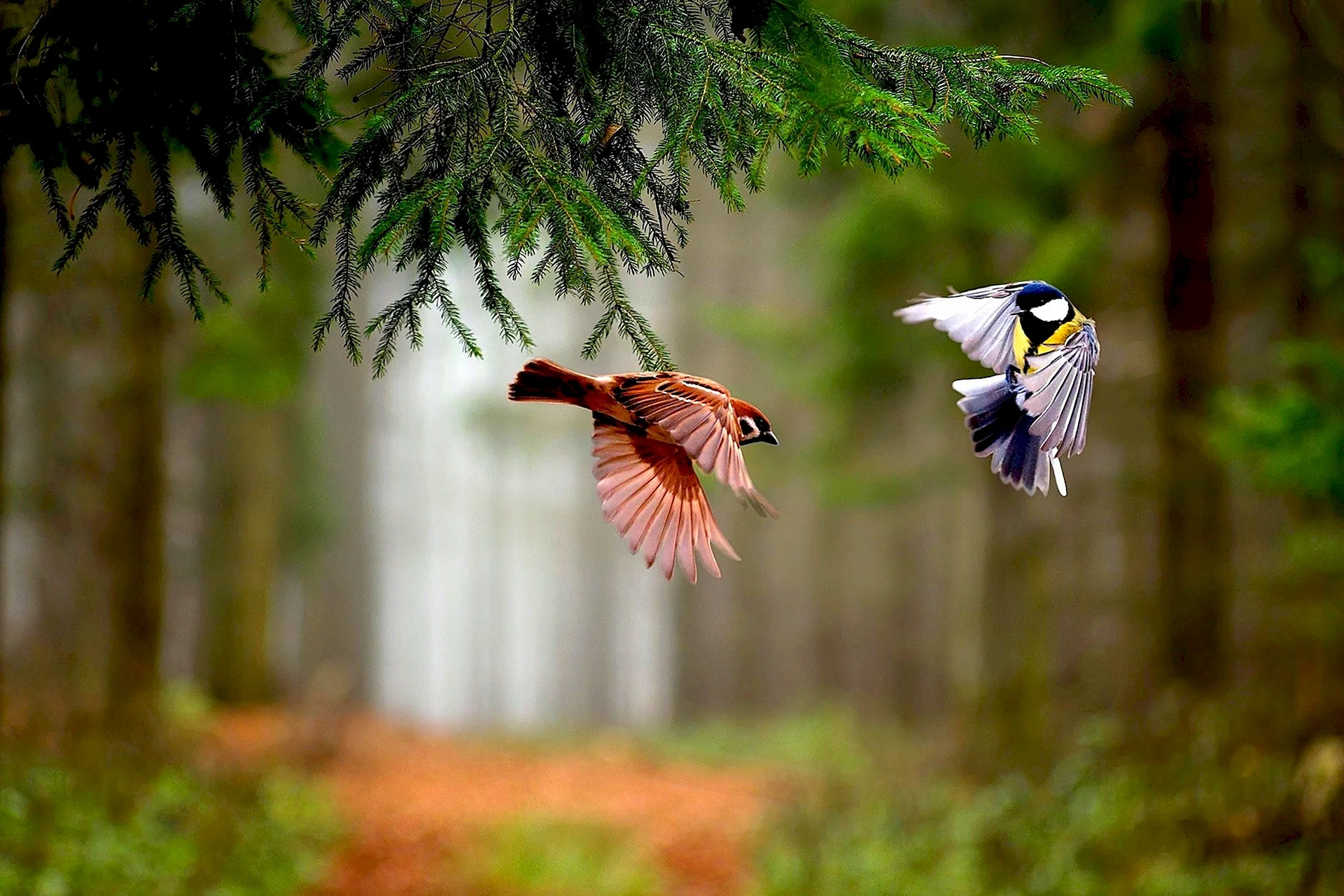 Bird by bird studysync answers