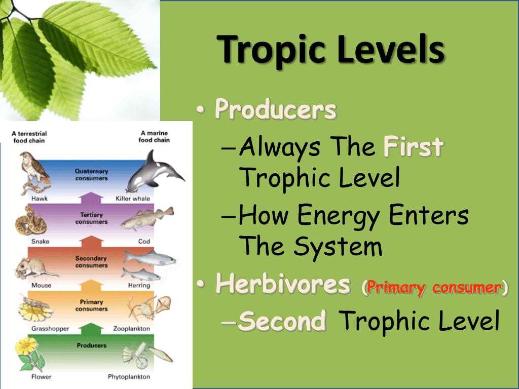 What is a primary consumer in ecology?