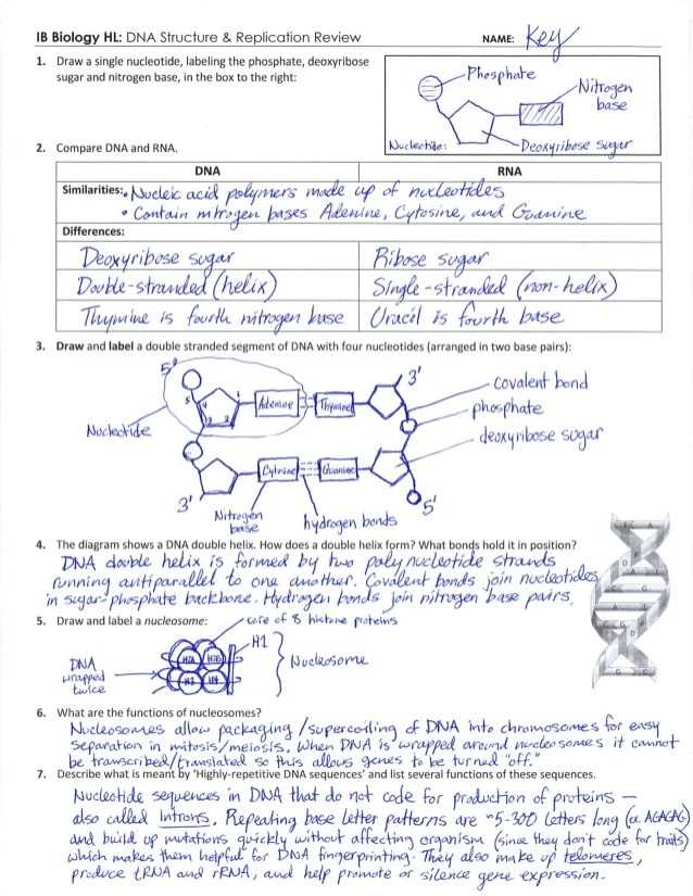 Cell Division: An Overview of Mitosis and Meiosis