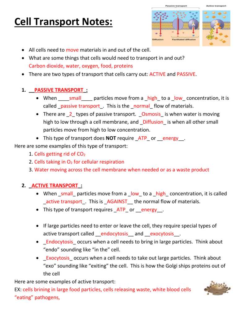 Cell Organelles: Understanding Their Structure and Function