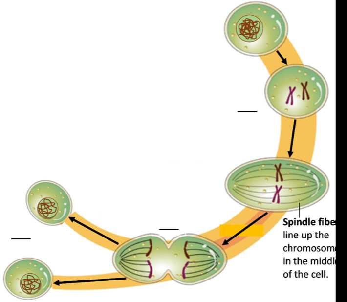 Cell Membrane: Unraveling Its Importance and Selective Permeability