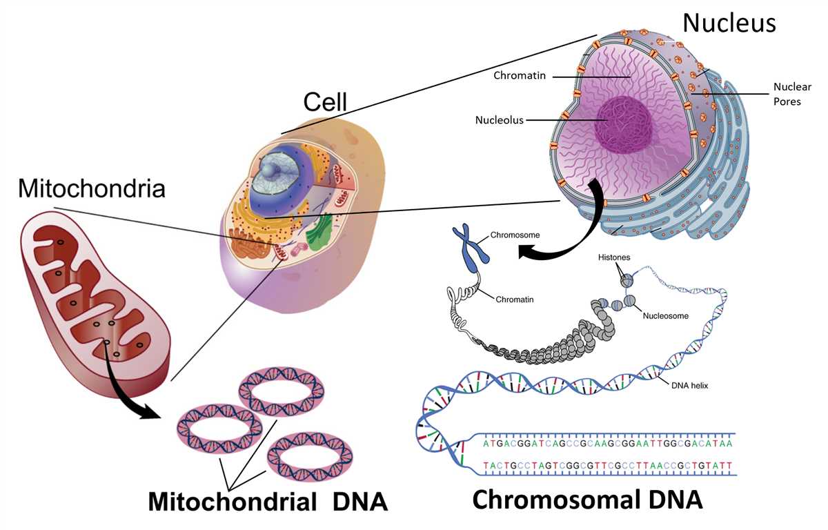 Structure of a Cell