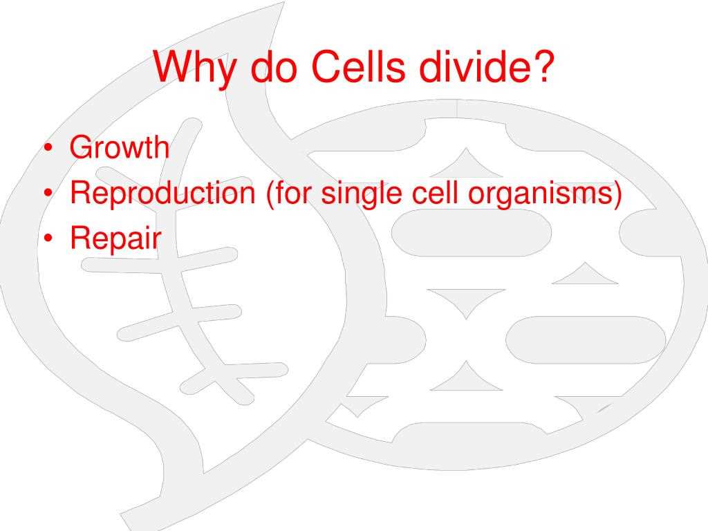 Links to Download Chapter 10 Cell Growth and Division Answer Key PDF