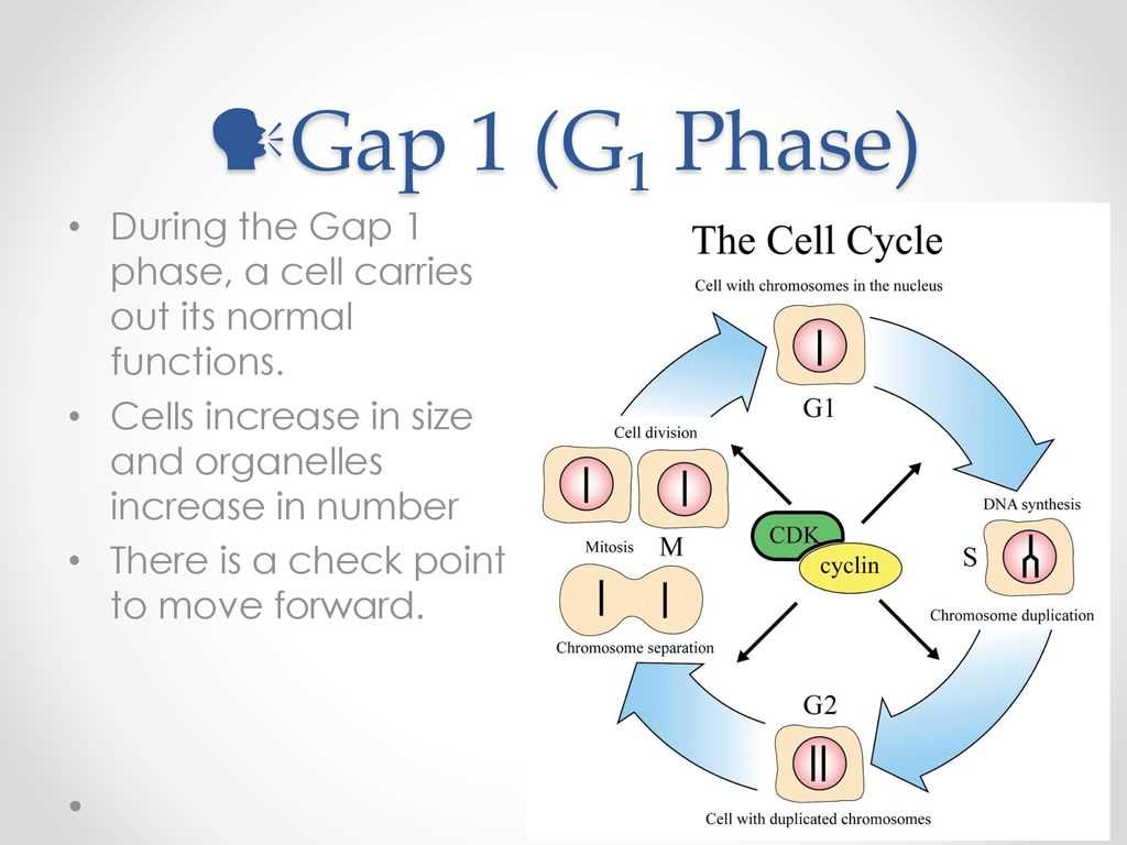 Importance of Understanding Cell Growth and Division