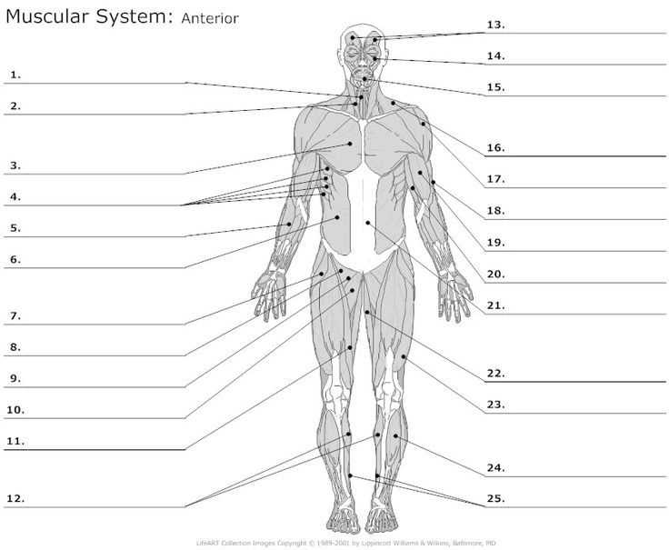 Exam preparation - Chapter 4 anatomy and physiology practice test Chapter 4 practice test anatomy and physiology