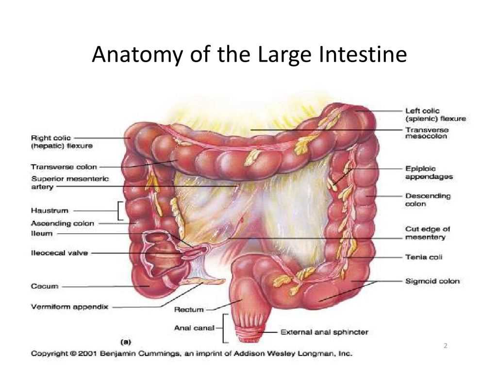 Correctly label the following parts of the large intestine.
