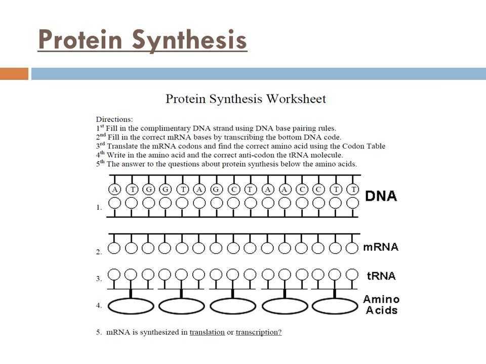 Key Concepts of DNA and Protein Synthesis