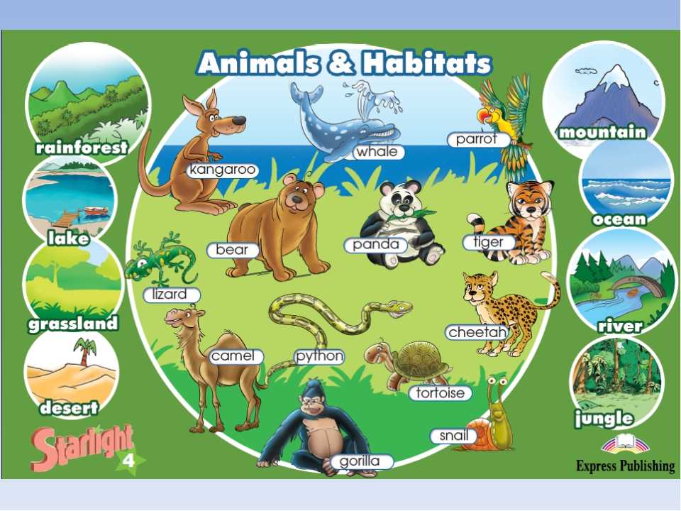 Are there any myths or legends about animals with multiple lives?